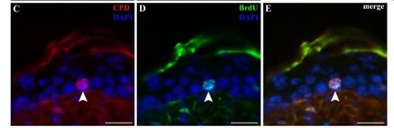 Cross sections of an epidermis with CPD accumulation in BrdU_retaining cells_stem cells.jpg