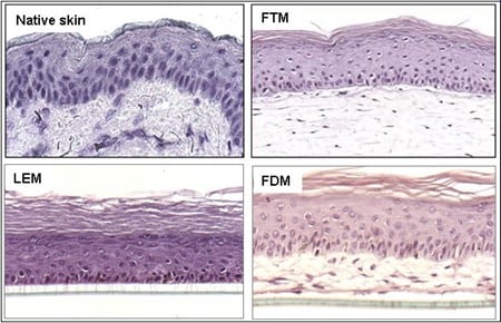 Different types of skin models.jpg